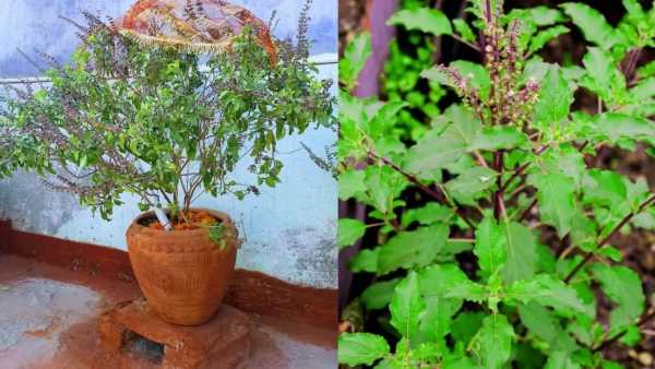 tulsi-1