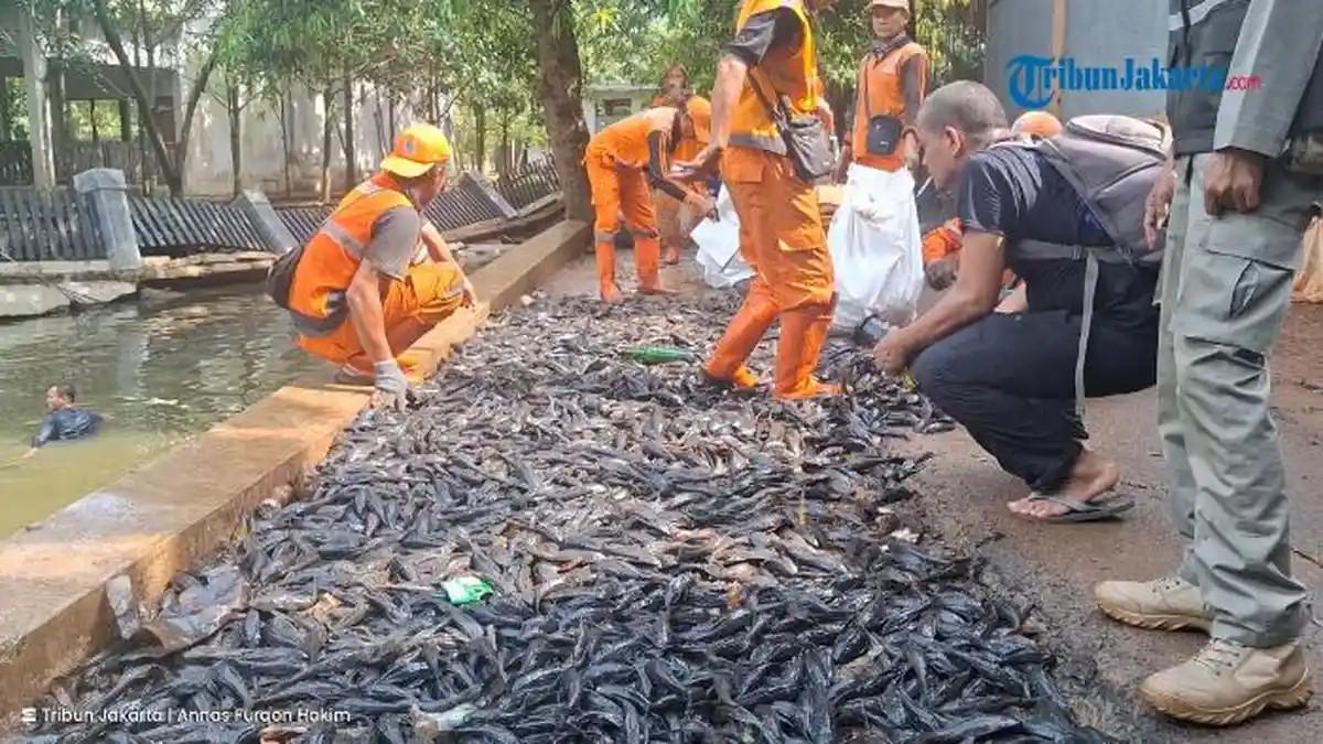PENANGKAPAN IKAN SAPU-SAPU - Operasi penangkapan ikan sapu-sapu di saluran PHB Setu Babakan, Jagakarsa, Jakarta Selatan, Jumat (17/4/2026) pagi.