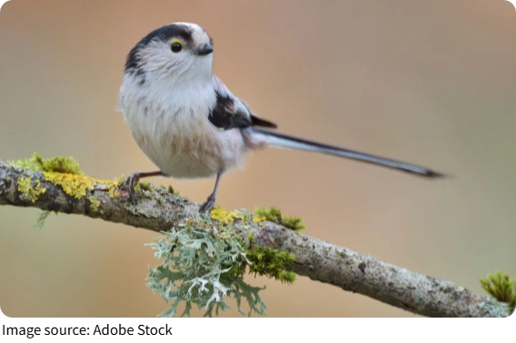 Cómo Alimentar a las Aves