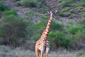 Giraffe Tongue Secrets
