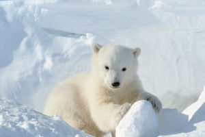 Do Polar Bears Hibernate?