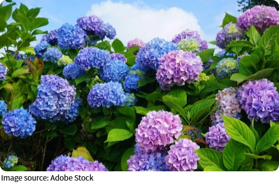 Цвет гортензий