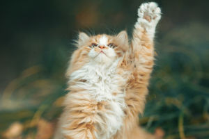 Tail Talk: Cat Emotions