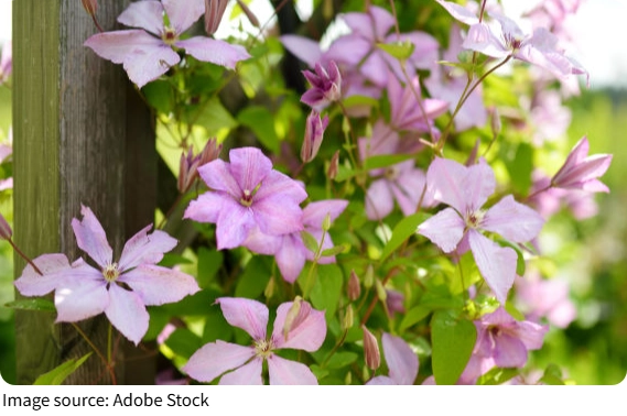 Розовый клематис