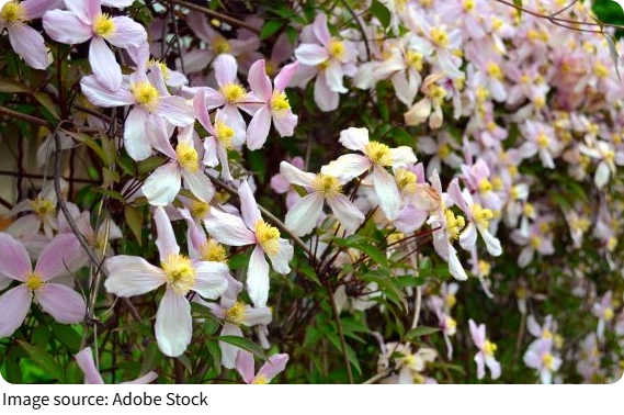 Розовый клематис