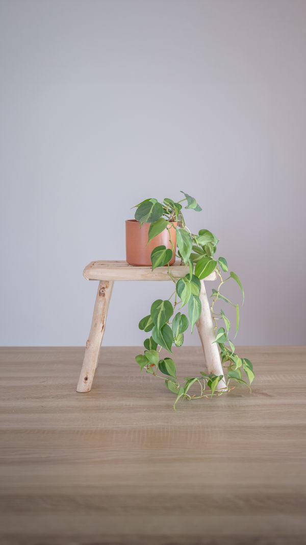 Plantes flétries