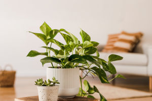 Indoor Plant Soil Mix Tips