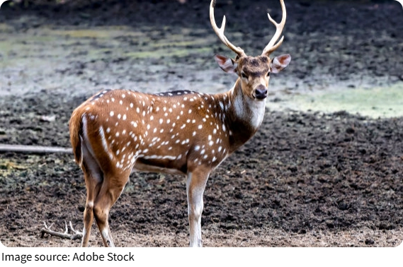 Briežu ragu skaidrojums