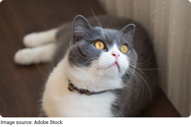 Kedi Gizemi
