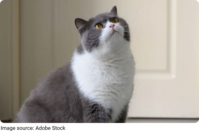 Pets Boost Mental Health