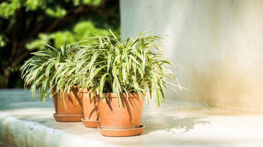 Ilustrasi Spider Plant