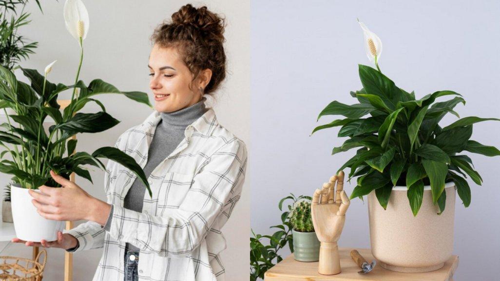 Ilustrasi Peace Lily