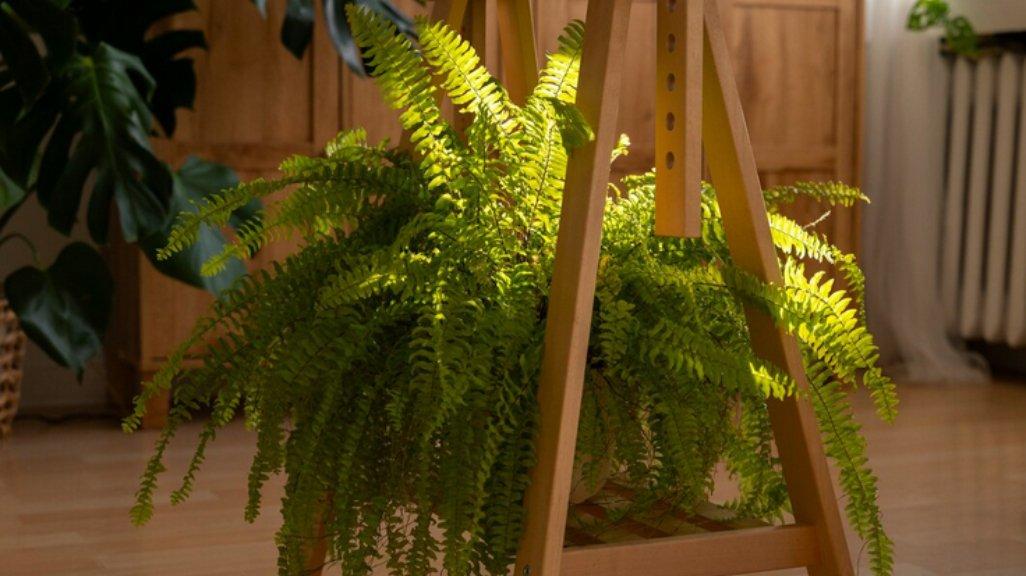Ilustrasi Boston Fern