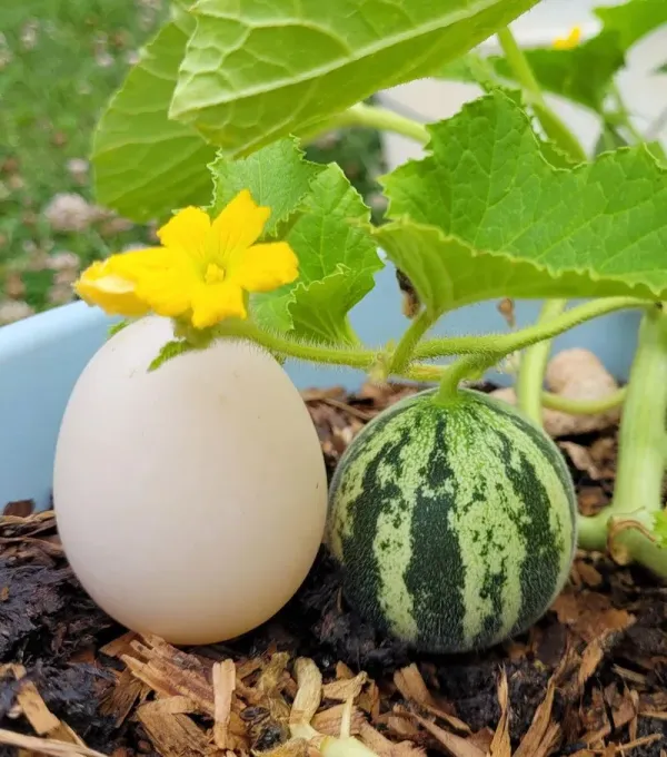 Gemas! Semangka Mini Ini Besarnya Hanya Seukuran Telur Ayam Gemas! Semangka Mini Ini Besarnya Hanya Seukuran Telur Ayam
