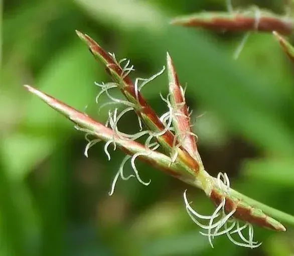 Cyperus rotundus is a stubborn, perennial, grass-like sedge known as one of the worlds worst weeds. Photo: Unsplash