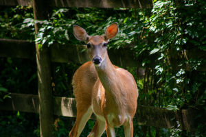 Life of a Deer