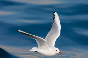 Black-headed Gull