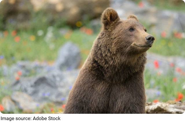 Bears Catch Salmon