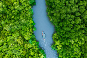 River Through the Rainforest