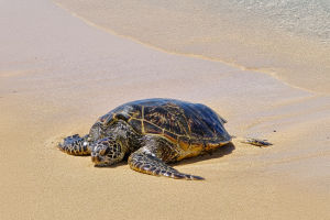 Saving Sea Turtles Today