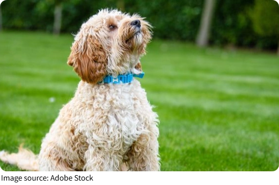 Dog Ear Mite Infection Care