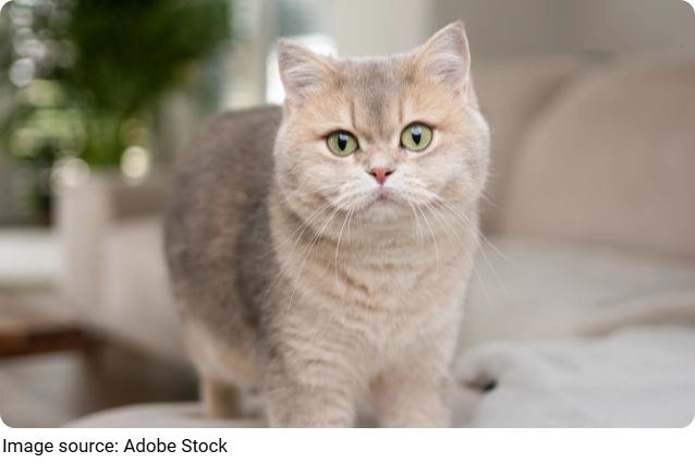 Kedi Gizemi