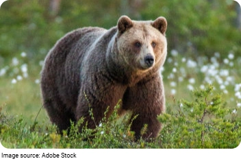 Bears Catch Salmon