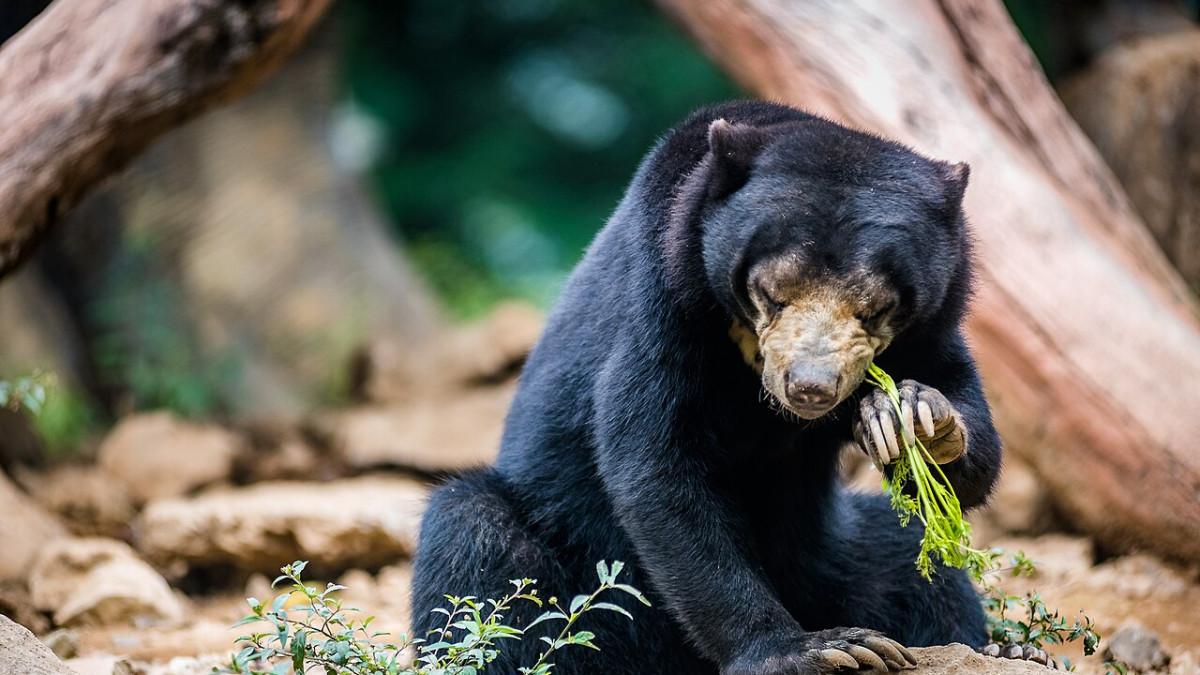 Harga tiket Taman Safari Bogor Mei 2026 terbaru, ada promo sore mulai Rp 150 ribuan. Cocok buat liburan keluarga saat akhir pekan.