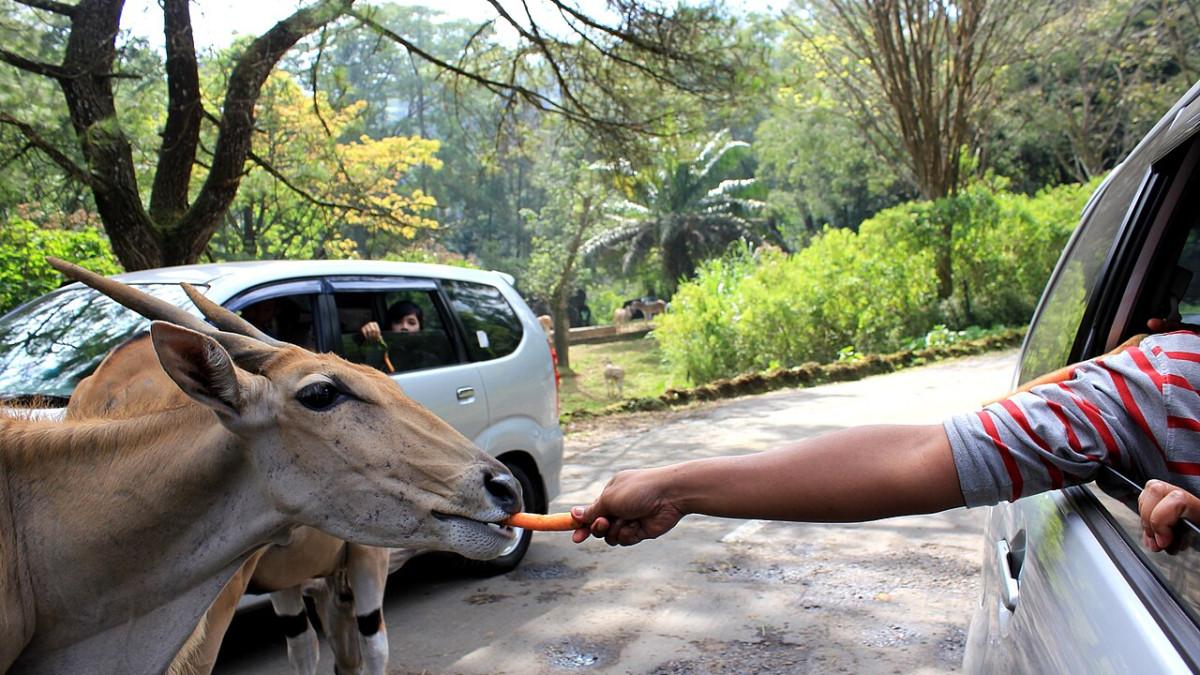 Mau lihat singa, zebra, sampai jerapah dari dekat? Cek harga tiket Taman Safari Bogor Mei 2026 lengkap dengan jadwal pertunjukan satwa.