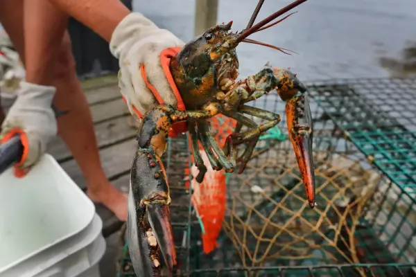 Pencurian lobster