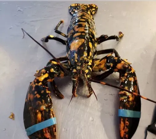 lobster