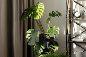How to Prune Indoor Plants