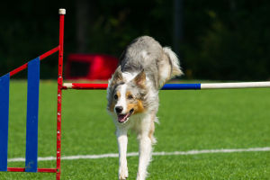 Collie: Big Brain