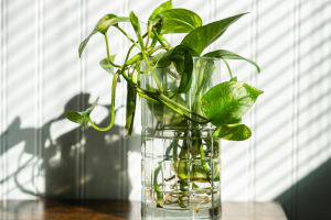 Best Plants for Beginners