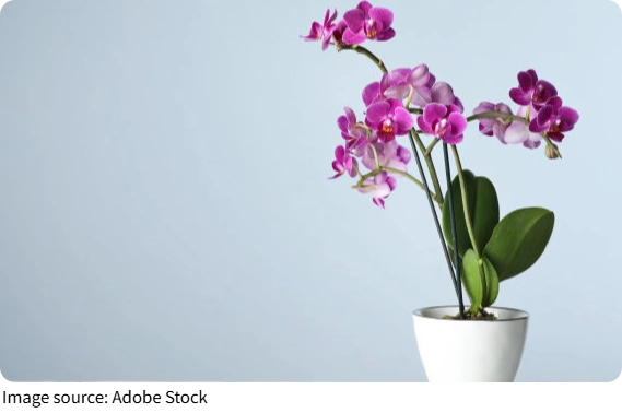 How Orchids Diversified