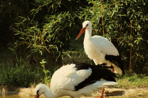 Egrets: Master Fish Hunters