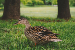 What Wild Ducks Love to Eat