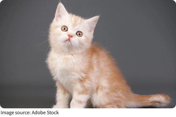 Cats as Companions