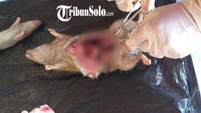 TIKUS - Ilustrasi tikus. Dinas Kesehatan Kabupaten Boyolali mengungkap jenis tikus pembawa Seoul virus di Indonesia adalah tikus rumah Rattus rattus dan tikus got Rattus norvegicus yang banyak hidup di kawasan permukiman padat penduduk.