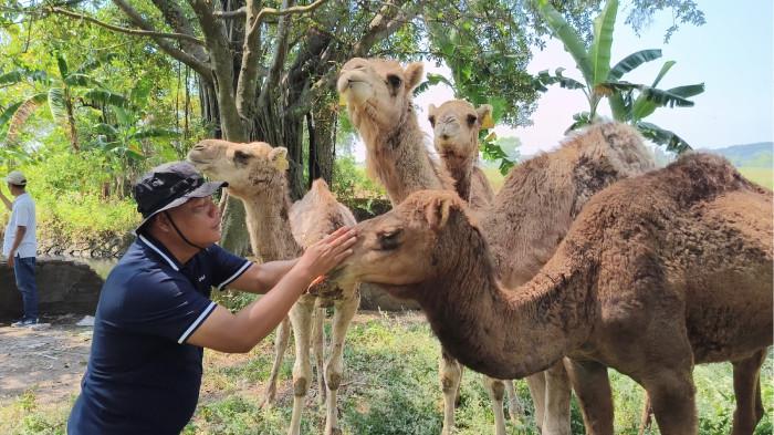 PETERNAKAN UNTA MOJOKERTO - Kasatreskrim Polrestabes Surabaya, AKBP Edy Herwiyanto berinteraksi dengan unta di kawasan peternakan Berkah Wafa Fram (BWF) di Dusun Dateng,  Desa Watesnogoro, Ngoro, Kabupaten Mojokerto, (Jatim), Rabu (13/5/2026). Wisatawan berdatangan penasaran melihat unta bahkan ada yang ingin membelinya.