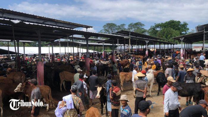 RAMAI - Suasana Pasar Hewan Sunggingan, di Desa Jelok, Kecamatan Cepogo, Jumat (15/5/2026). Harga sapi kurban di Boyolali naik hingga Rp4 juta jelang Idul Adha, pembeli luar kota mulai berdatangan.