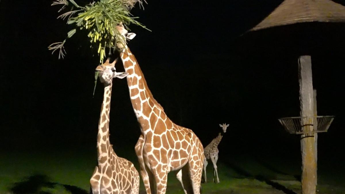 Taman Safari Prigen juga menghadirkan Night Safari yang menawarkan pengalaman melihat kehidupan satwa di malam hari.