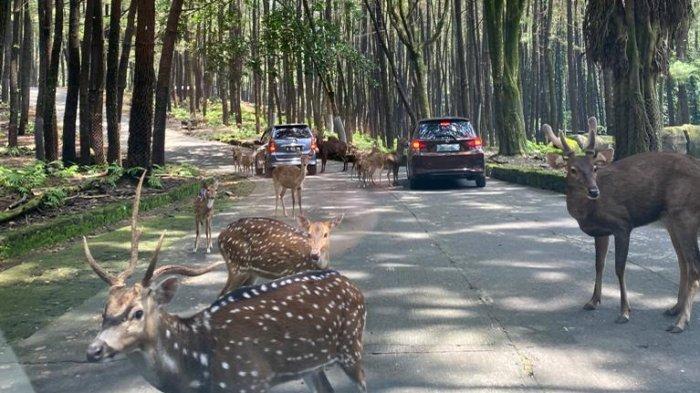 Harga tiket Taman Safari Prigen Mei 2026 mulai Rp 95 ribuan. Bisa lihat satwa dari dekat hingga menikmati safari malam yang unik.