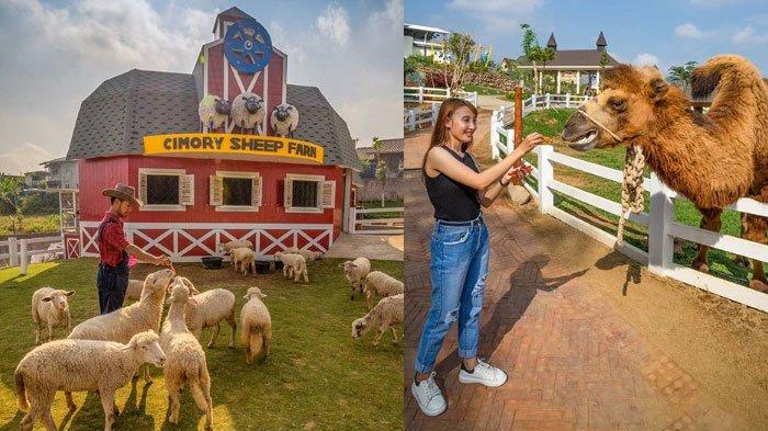 Cimory Dairyland Prigen, Pasuruan, Jawa Timur