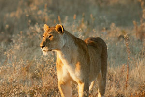 Lion Roar Secrets