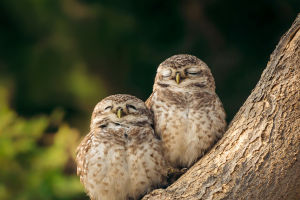 Why Owls Love to Snuggle