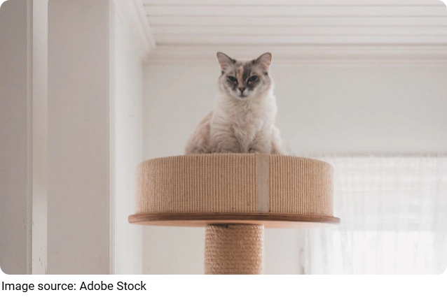 Cheap Pet Supplies?
