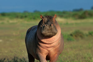 Hippo Teeth Secrets
