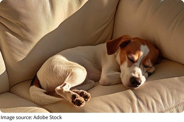Como dar comprimido a cão