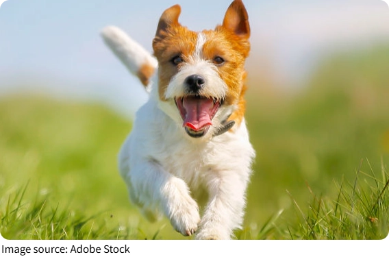 Hunde hören Formen